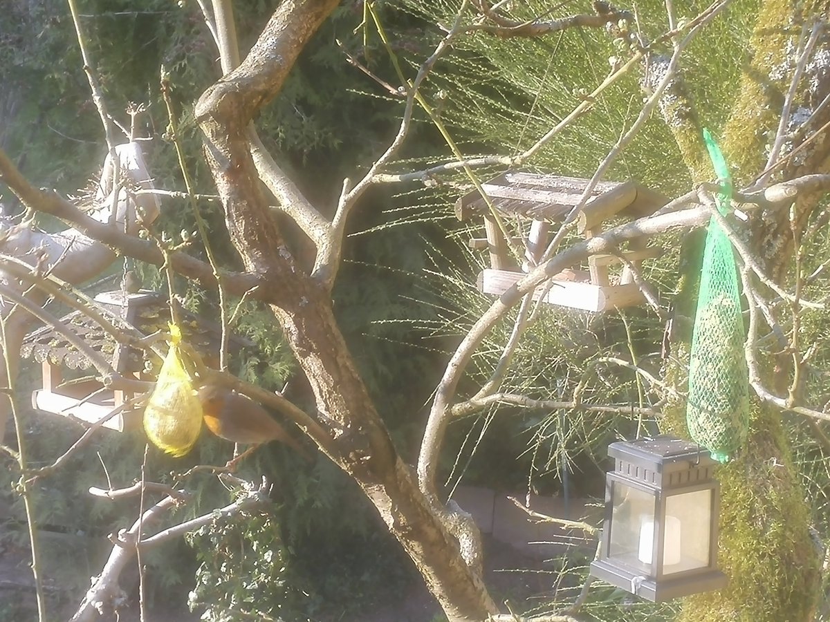 kristallnaach's tweet photo. 🐦#Suchbilder🐦 #Rotkehlchen🐦
🐦 🦋 🐝 #Gärtchen20 🐝🦋🐦 https://t.co/HVATR2OMlj