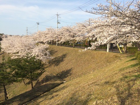 【泉区花見スポット】すごい！と評判の桂にある大倉緑地の桜をみてきた。 izumikuplus.com/roadside/20200…