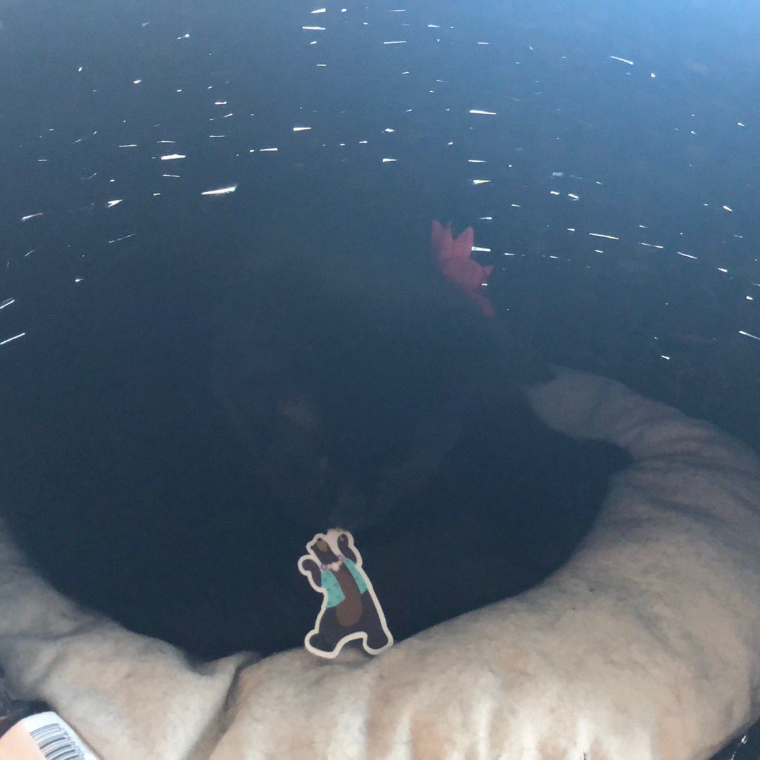 We don’t know why our sleep has to be disturbed by #Astro and #Coffey today. Nevertheless they’re fair game for chewing