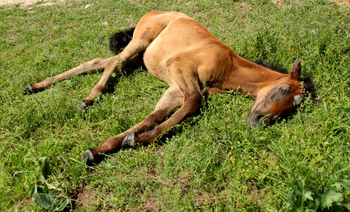 MedievalChicago's tweet photo. This foal has very important #SundayPlans! Good Nobles, leave a 💤 below if this is your #SundayMood! https://t.co/SbmQ7SeQFt