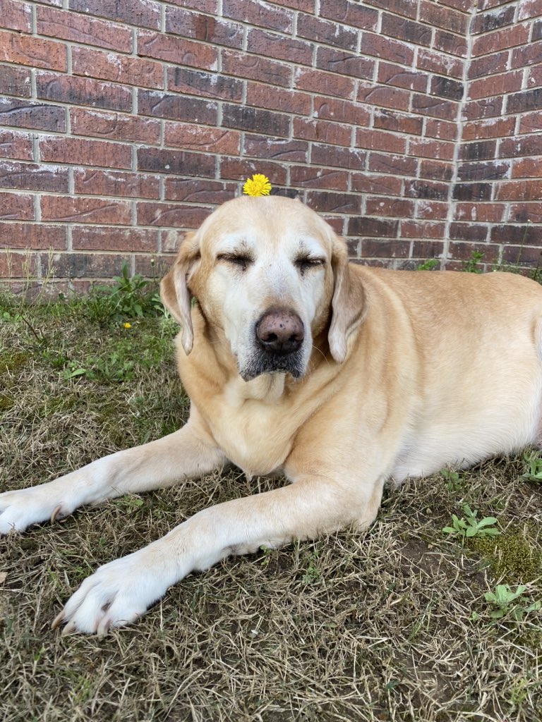 taylorbcurtis's tweet photo. Not to flex but I do have the cutest dogs ever https://t.co/3UYBb9RTml