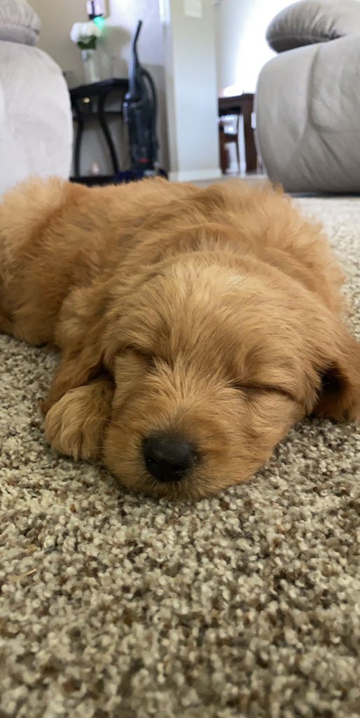 taylorbcurtis's tweet photo. Not to flex but I do have the cutest dogs ever https://t.co/3UYBb9RTml