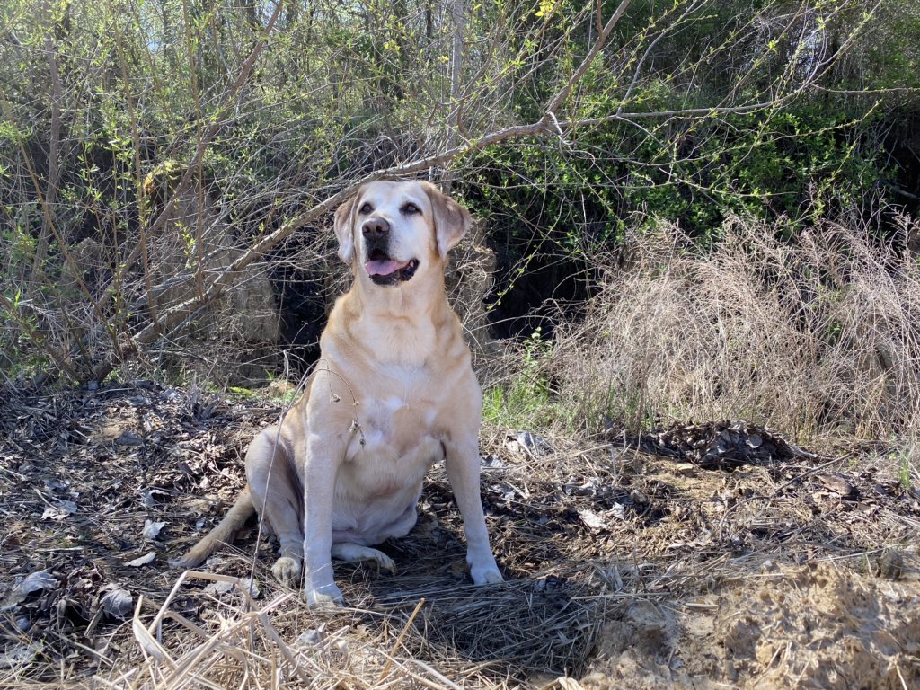 taylorbcurtis's tweet photo. Not to flex but I do have the cutest dogs ever https://t.co/3UYBb9RTml