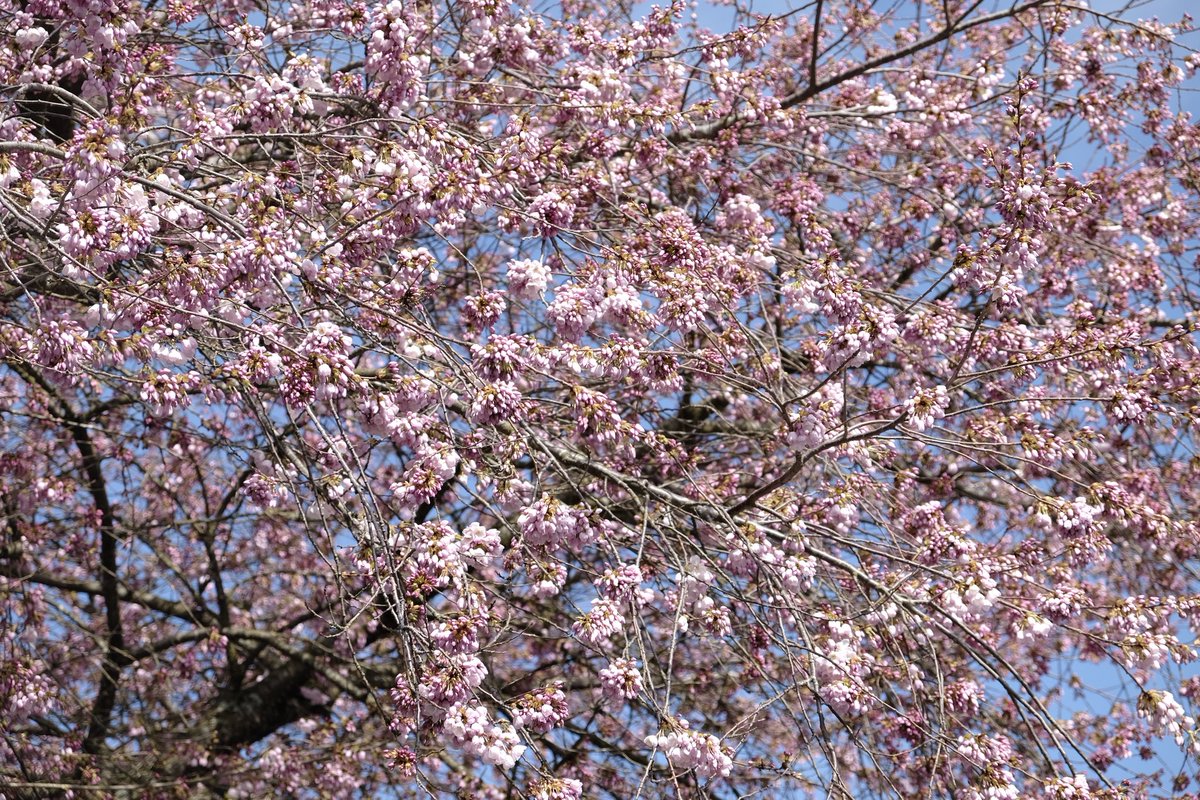 Bright and sunny day today. The buds are popping in the heat. Only a few days now before we have full bloom!  #CherryBlossoms  #CherryBlossomDaily