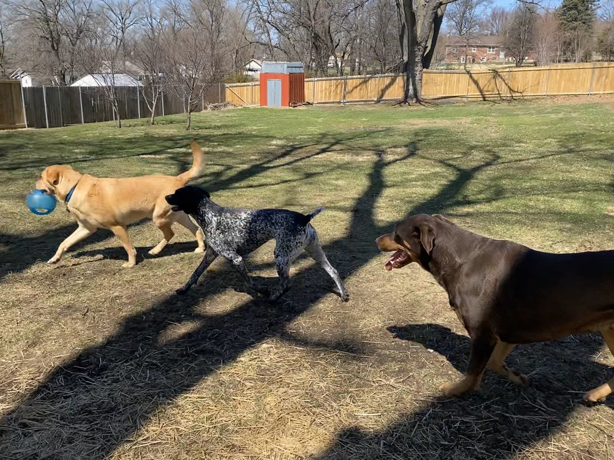 cooper_joerger's tweet photo. making my friends Ally and Ottis chase me around https://t.co/vhUAGhaVID