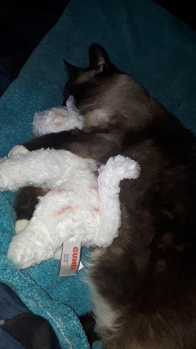 MuddyBuddy186's tweet photo. I’m only here for the cuddles 🐈 #SnapchatMeDemKitties https://t.co/eEcfwl7DSq