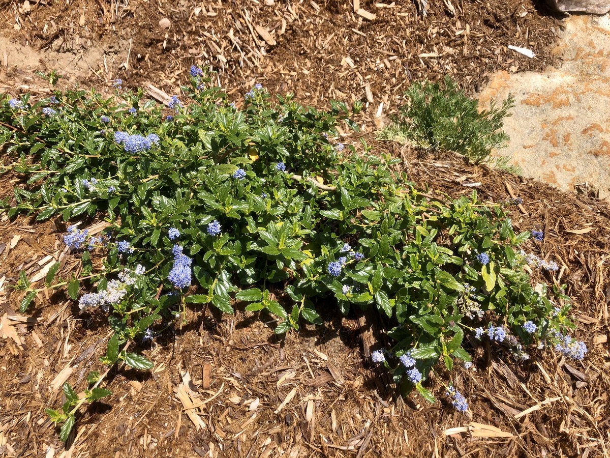 ‘Joyce Coulter’ ceanothus I planted from a one-gallon container last November and which is now growing and flowering like crazy #joycecoulterceanothus #wildlilac #californianativeplants #nativegroundcovers