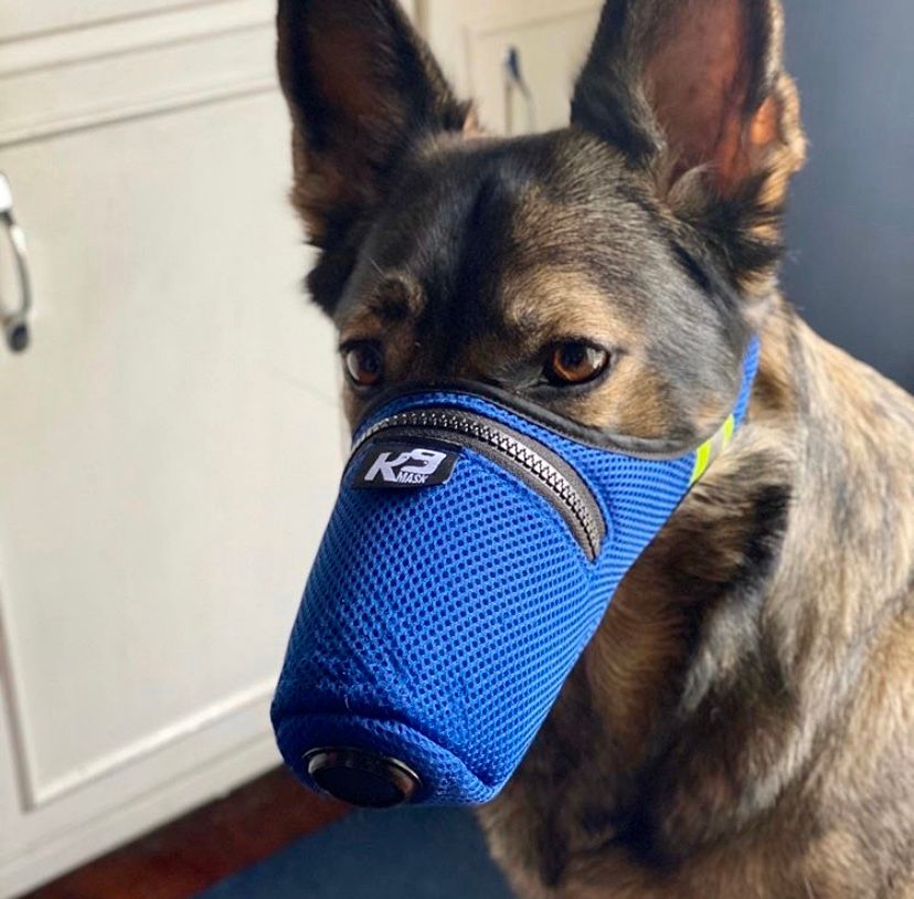 Thanks @k9ezra for sharing with us about protecting your dog—just in case. #K9 #K9care #K9mask #k9dog #k9health #K9dogmask #K9community #K9air #dogair #dogairfilter