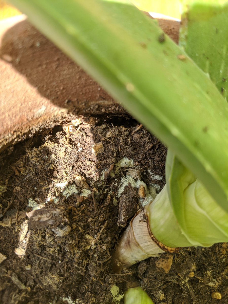 Jewcoby1's tweet photo. #heyswansons, need your help! What is this growing in my soil? I'm finding competing theories online about fungus vs. pest eggs. No visible damage to plant and no noticeable insects. It's an aloe, lives indoors, planted in Terra Cotta. https://t.co/ONOxxcJYiC