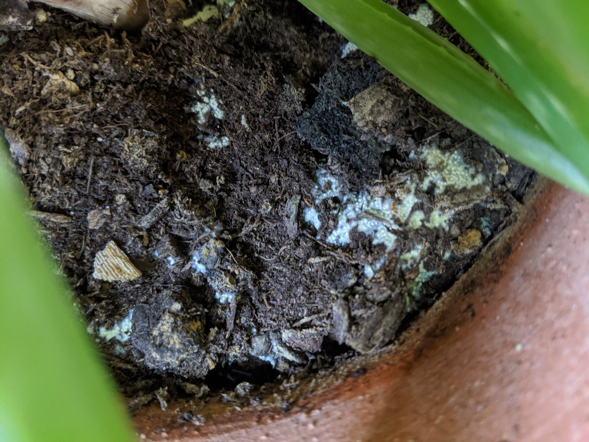 Jewcoby1's tweet photo. #heyswansons, need your help! What is this growing in my soil? I'm finding competing theories online about fungus vs. pest eggs. No visible damage to plant and no noticeable insects. It's an aloe, lives indoors, planted in Terra Cotta. https://t.co/ONOxxcJYiC