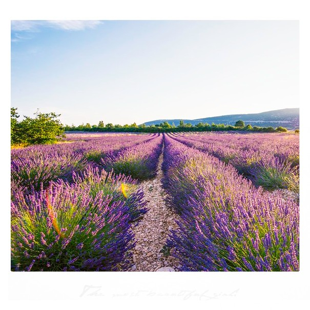 VinifiedApp's tweet photo. Remembering those nice long walks in the Provence's lavender fields last summer. ☀️ 🇫🇷 🍷 

#winelover #winetasting #vino #winetime #winery #winestagram #redwine #instagood #winelovers #drinks #france #southoffrance #travel #cotedazur #madeinfrance #love https://t.co/fvlru5EhZG