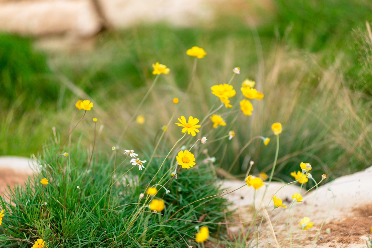 eden_garden's tweet image. Four-nerve Daisy (Tetraneuris scaposa var. scaposa). &quot;We are petals of the same flower&quot;...Daily Dose of Landscape/Garden Inspiration for Eden Garden Design Projects
⁠
#futurecrunch#atxdesign #architecturedepaysage #austinarchitecture #austindesign #austingarden #austinlandscape