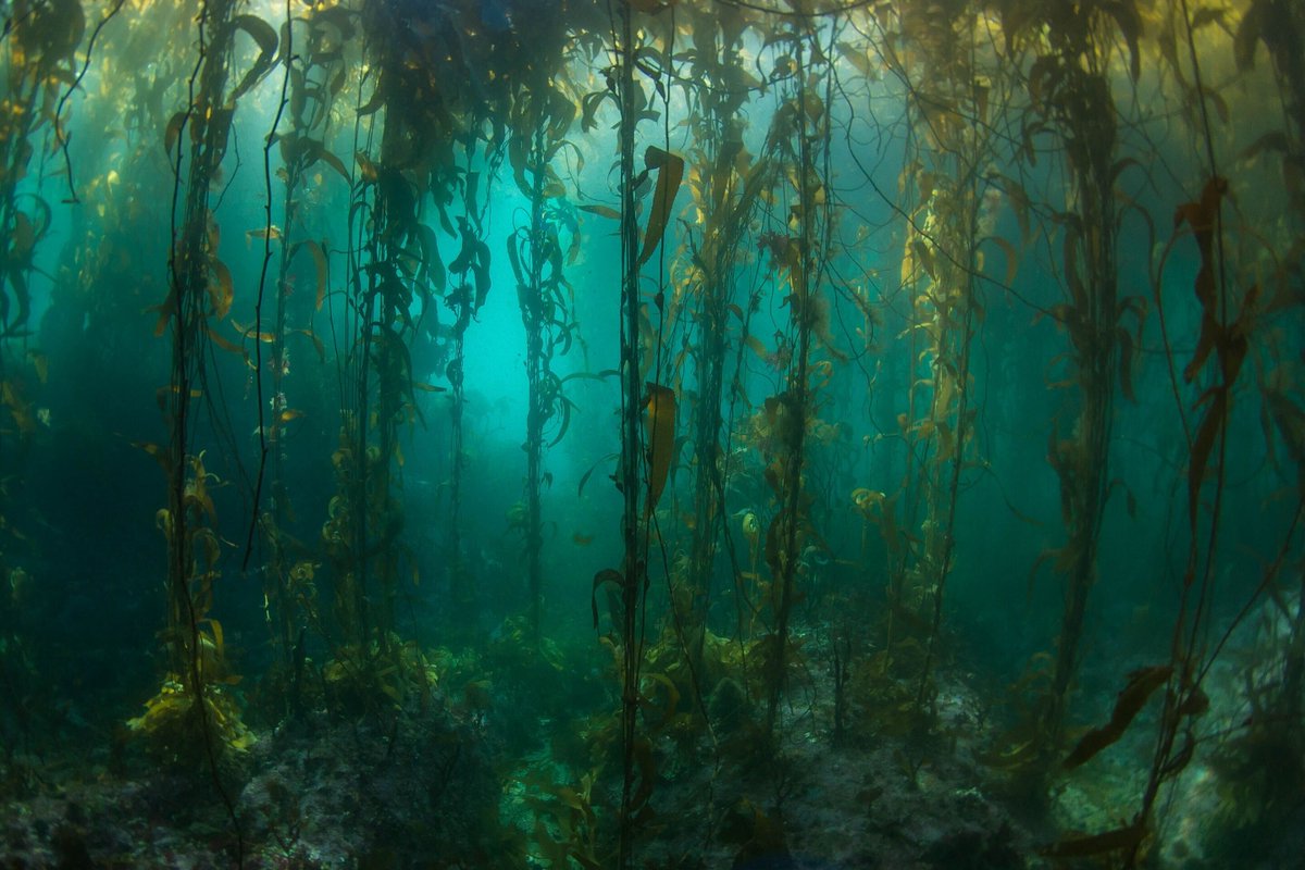 Remote South #American #kelp forests surveyed for first time since 1973, via @physorg_com #SouthAmerica #KelpForest #MarineScience ow.ly/BcT750yQoJX
