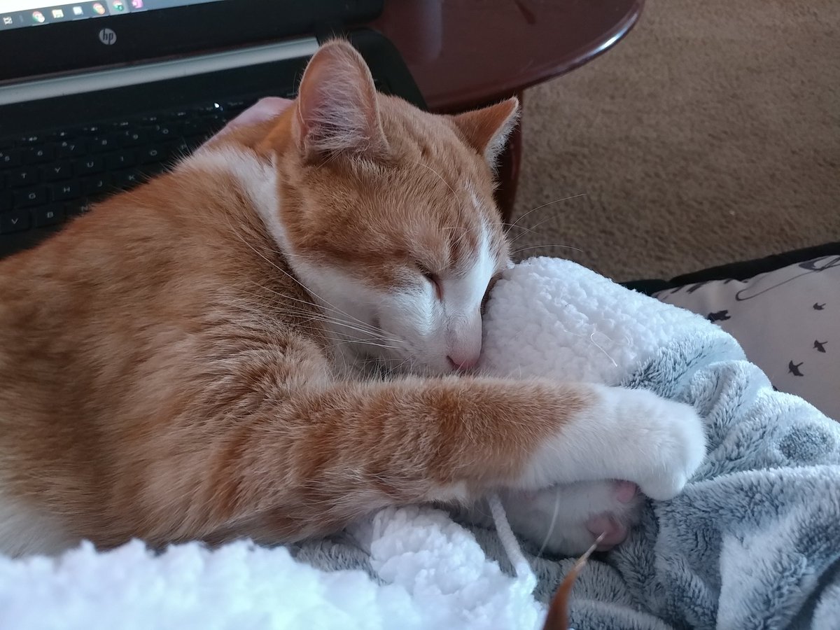 EmpressStarsTL's tweet image. Little editing buddy! We're working on #evss chapter 54 ☺