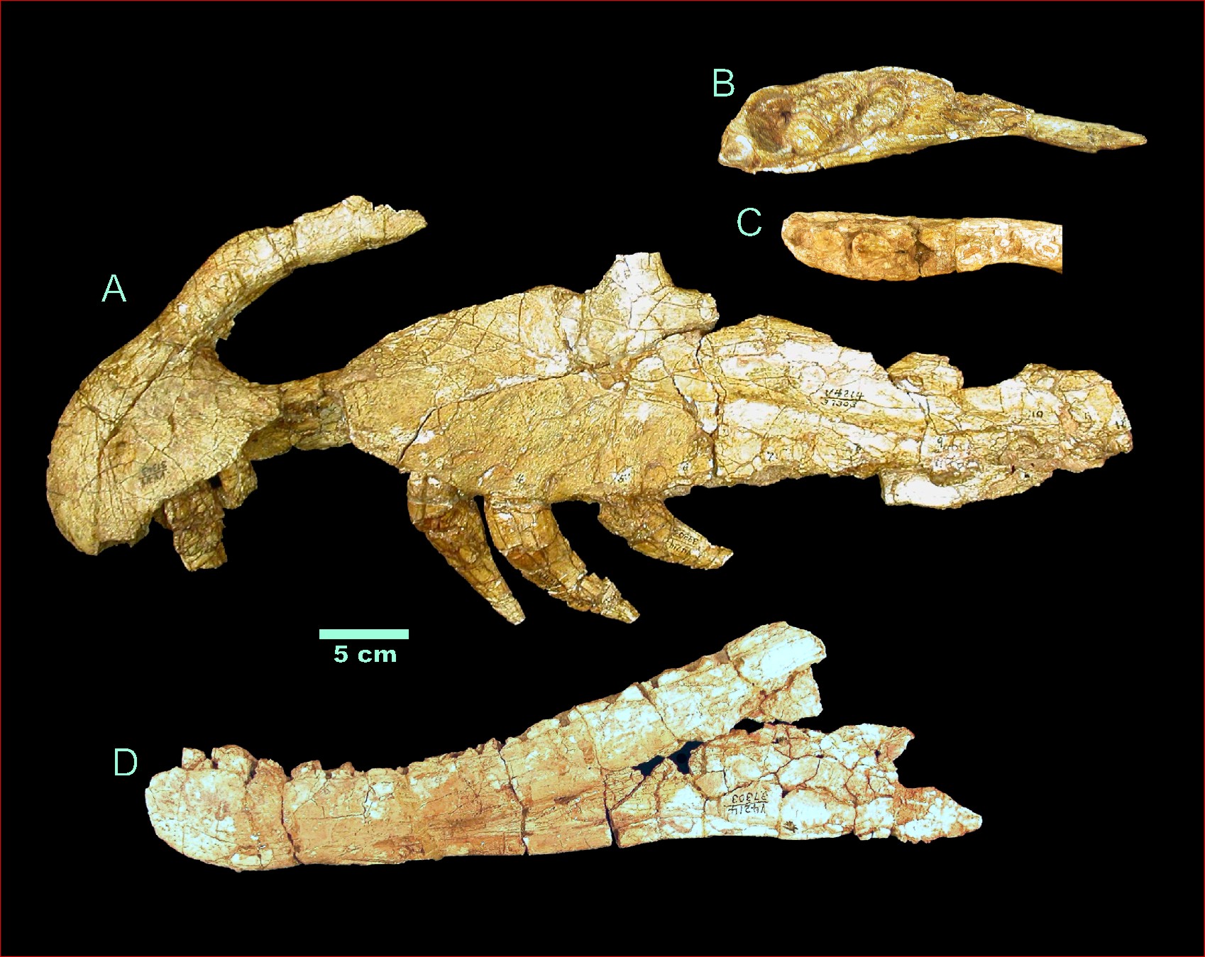 Dilophosaurus Dents