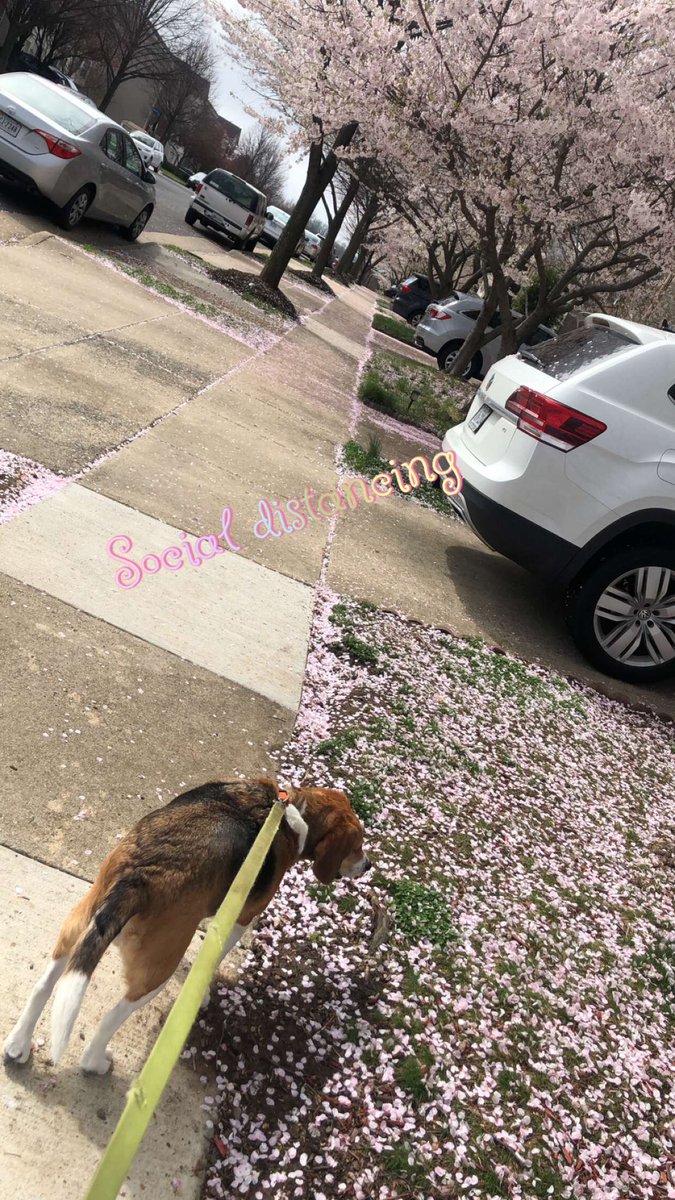 pdrumm's tweet image. #Barkley is still learning about #SocialDistancing