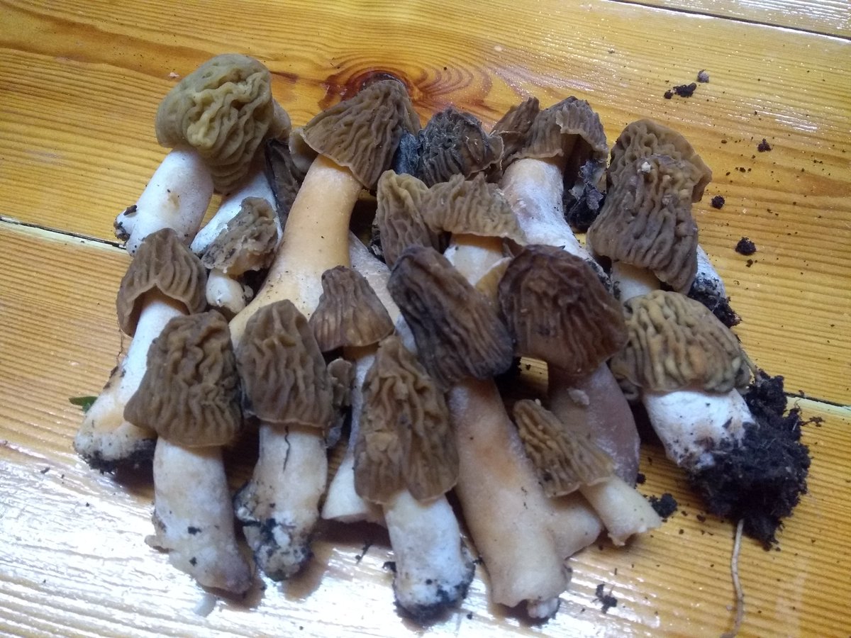 formatgedegavas's tweet image. Com que la nostra feina és de les essencials, sortim a pasturar cada dia i avui hem arreplegat les primeres múrgoles d&apos;aquesta primavera. #privilegis