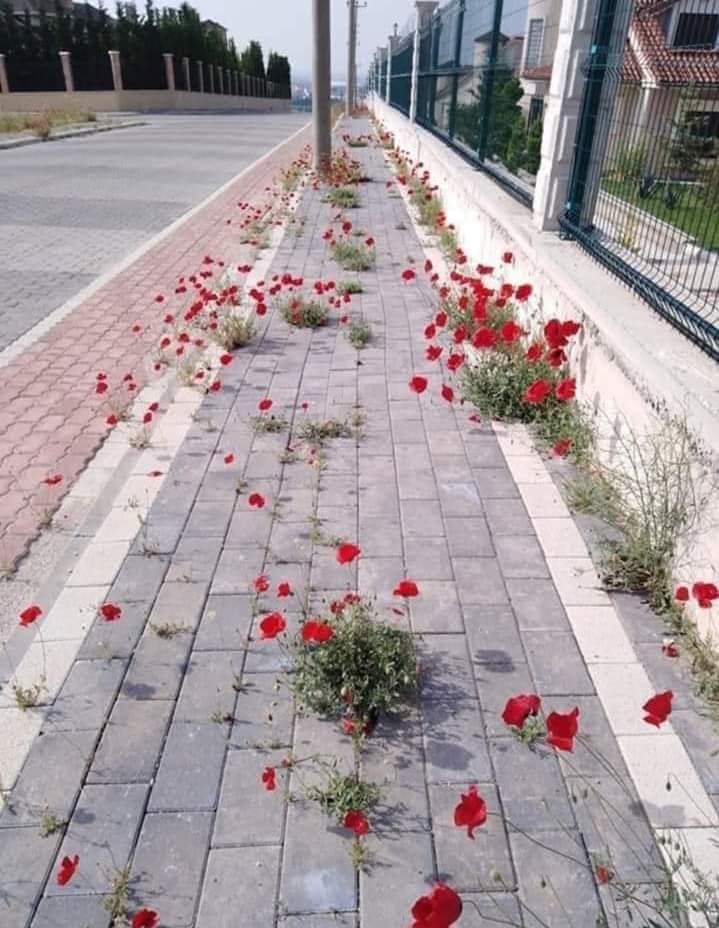 yaltakgurbuz's tweet photo. Bir haftada bu hale geldi ,demek ki 100-200 yıl ortalıktan çekilsek neler olacak ,hava ,su, toprak temizlenecek ! https://t.co/1jjcRxh1A8