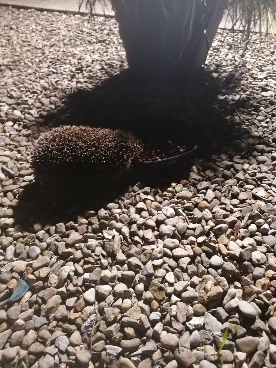 Still receiving visitors... of the prickly variety.:) #Reggie #hedgehog