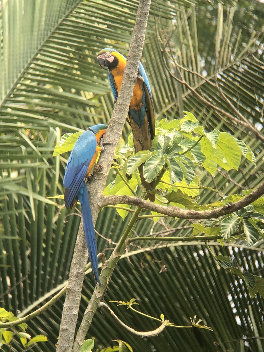 Those poor birds. I saw wild blue and yellow macaws in Peru and can’t stand to see them thrown around in cages.