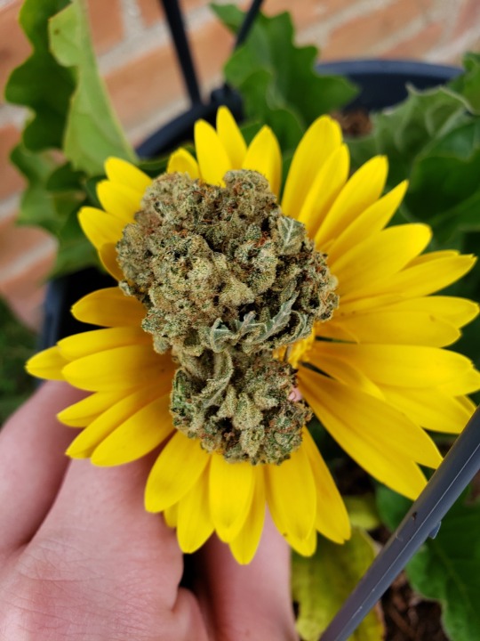 MotherhoodSex's tweet photo. #SundayMotivation #SundayThoughts #SelfCareSunday w/#MHSXMJ https://t.co/degKHtbqDB! Check us out, become one of our #BrandAmbassadors! #motherhood #sex #marijuana #420women #420sexy #420Seattle #newpodcast https://t.co/ccuIhkyXKZ