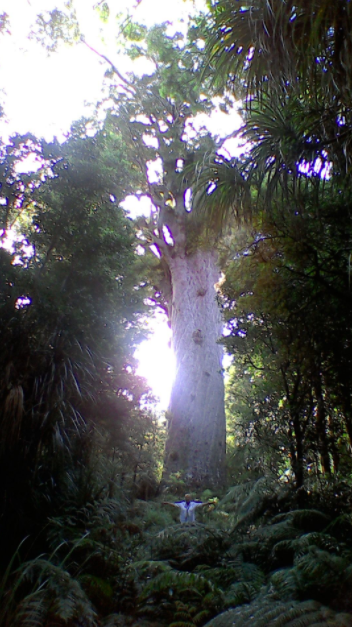 FootprintsNZ's tweet photo. So much to do, to see, to plan for, when all this is over. Life will bloom once again, in all its beauty. 🌴🌲🌳 #FootprintsWaipoua #SecretsOfTheForest
https://t.co/c7VFgScyl7 https://t.co/PneO9oMffV