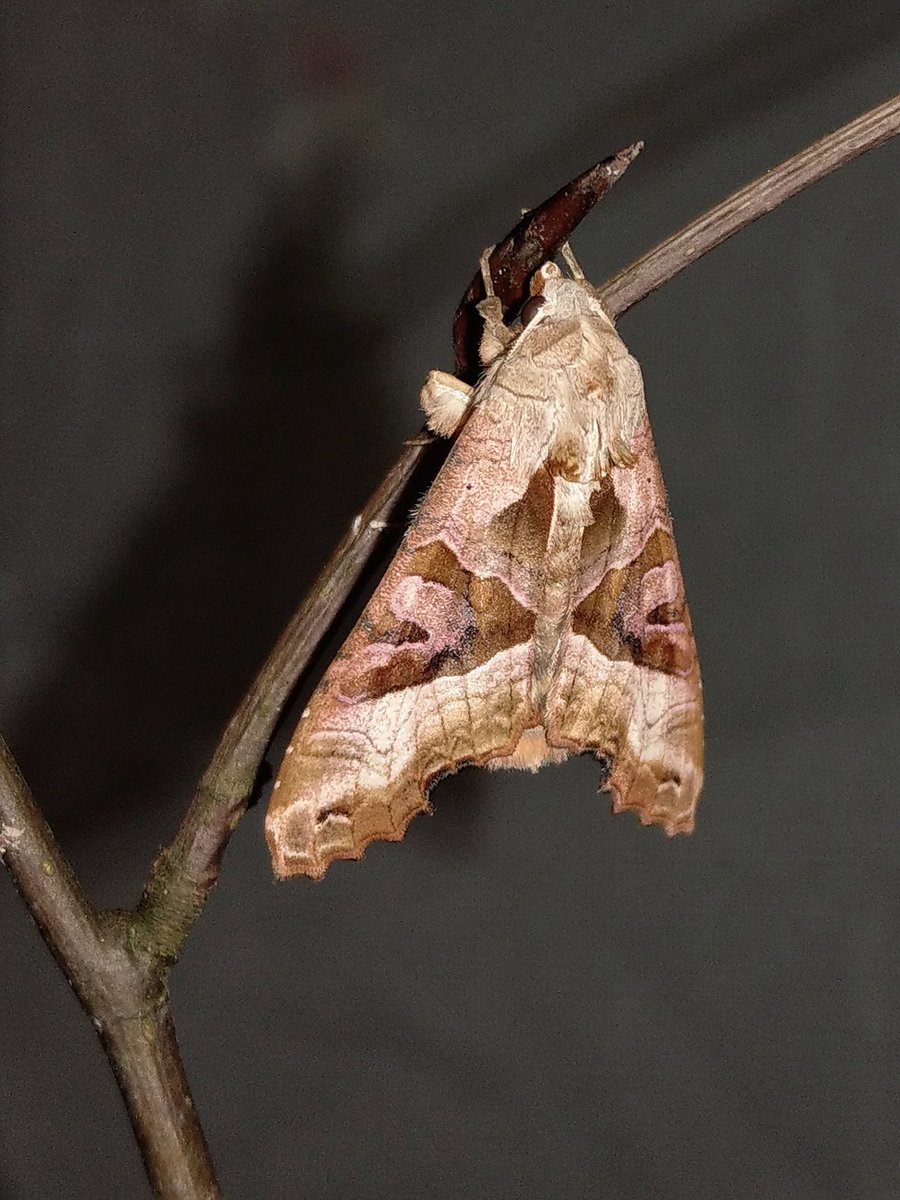 Found a pupae last week when I was sweeping the porch and popped it in a hatching cage. This little beauty just emerged to brighten up my day  #kentsmagnificentmoths #angleshades