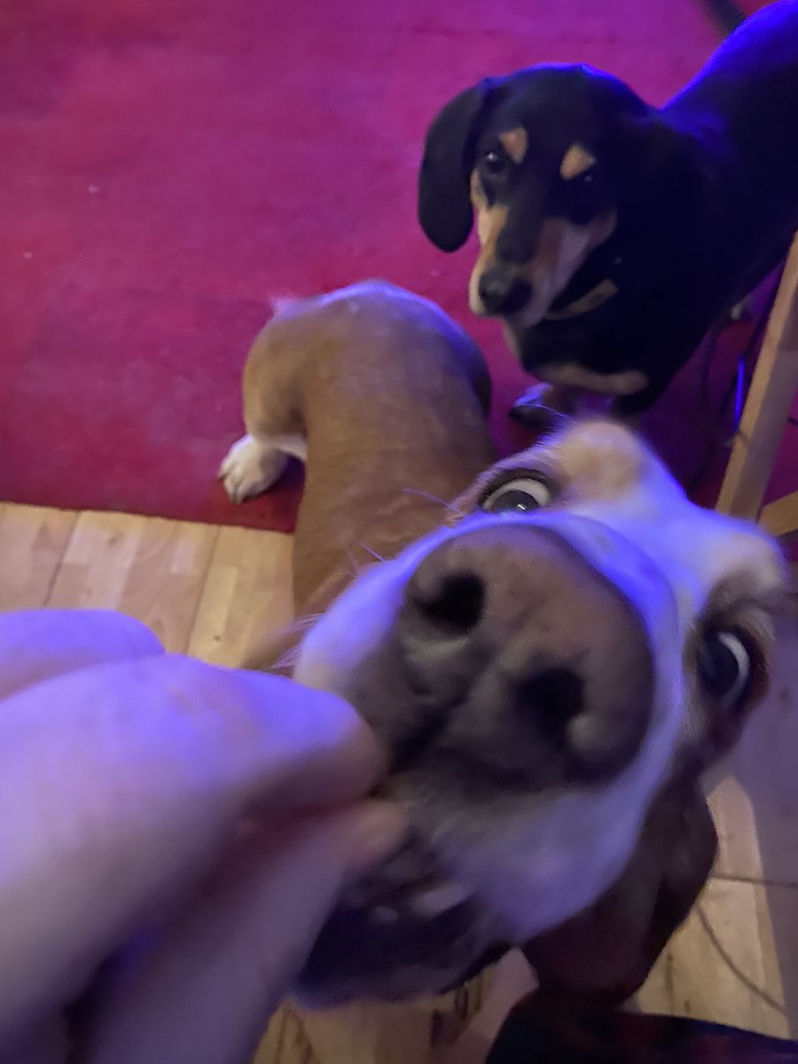 vampiredoggie's tweet photo. @companyofhounds @BassetBuck @karen32483404 @daigneault1212 @CanadianPenny1 @meg_alford @Lil_Fen @burgundy_real @sanae_sexy @RidleyHowell @MisterPemberto1 @thewookie_baby @AndTimos @ArfArfAva @MingxiTzu @jim73194352 @DomesticDervish @agilartstravel @Kendiz @Pruny_thebeagle @CurfewBeagle @karen32483404 @Basset_Polly @FionaBuzzword https://t.co/xrrm5su9nS
