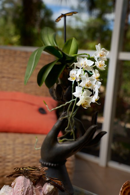 So many orchids. https://t.co/EvFOulN18l