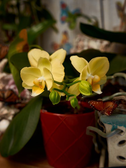 So many orchids. https://t.co/EvFOulN18l