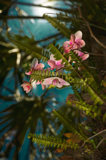 3 pic. So many orchids. https://t.co/EvFOulN18l