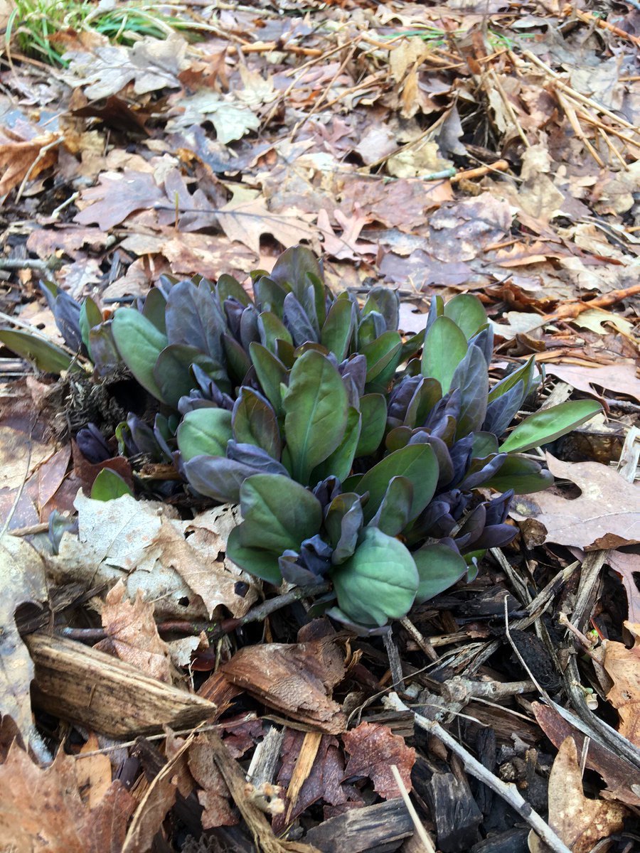 JMoLawre's tweet image. Signs of spring. @MortonArboretum #trailwalk #SocialDistancing #mortonarboretum #Illinois