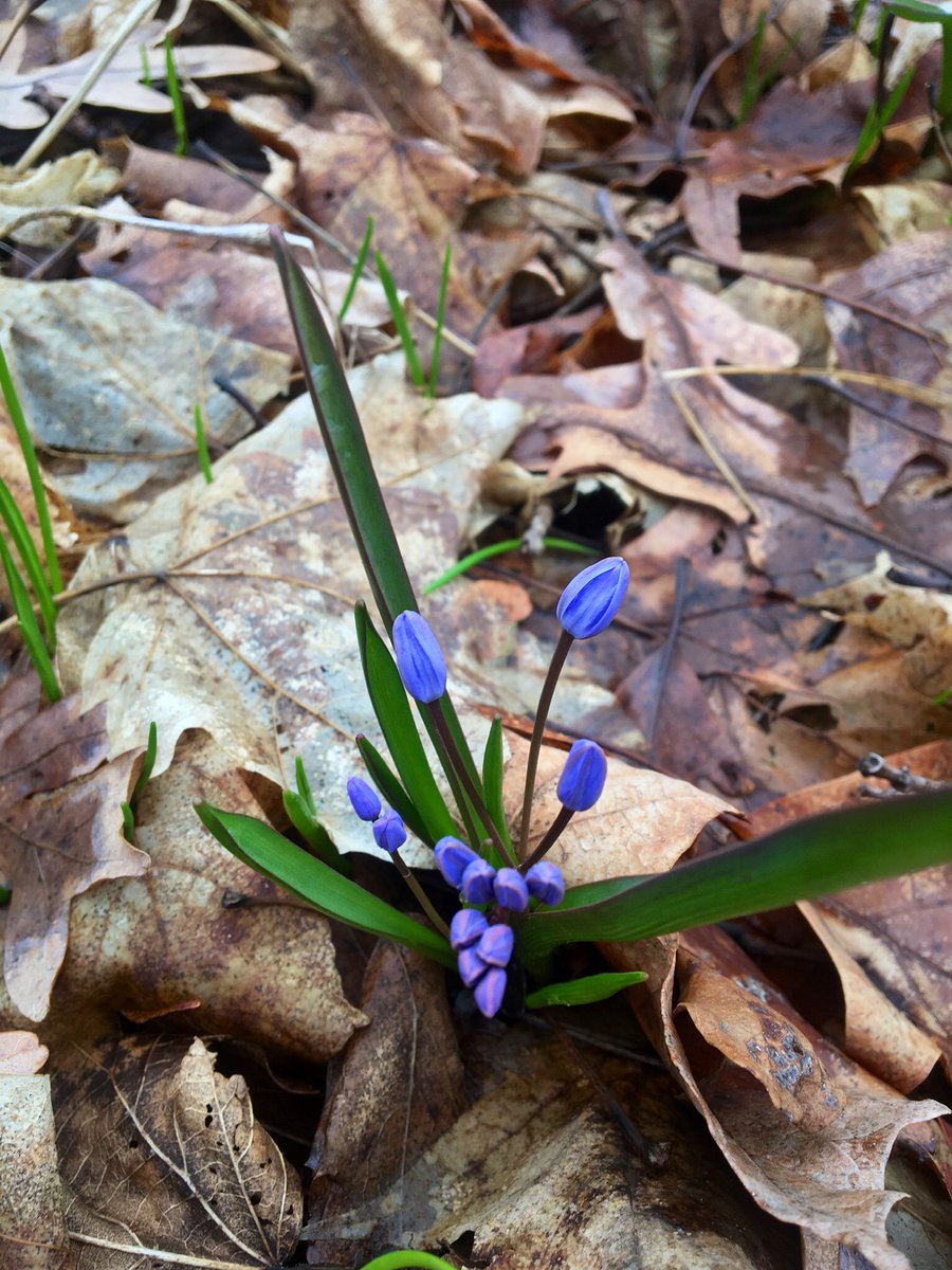 JMoLawre's tweet image. Signs of spring. @MortonArboretum #trailwalk #SocialDistancing #mortonarboretum #Illinois
