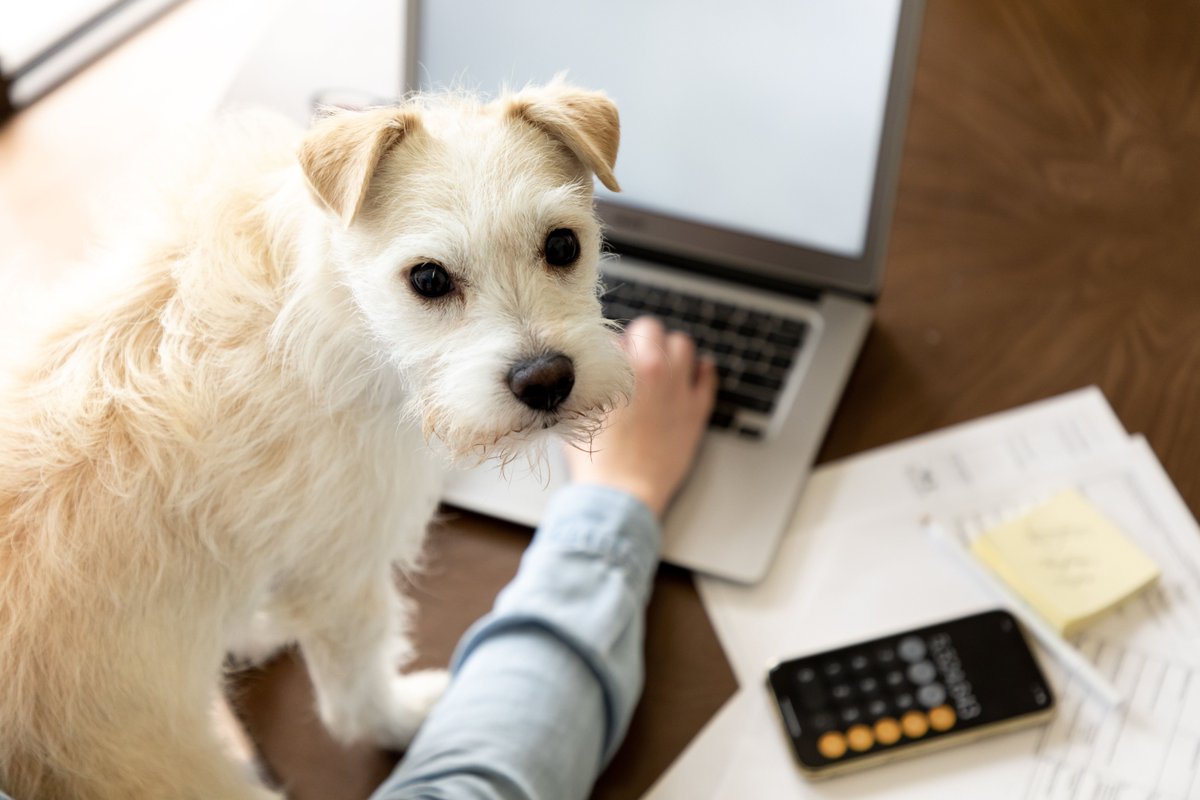 Can you claim Fido on your #taxreturn? Let's find out! #dogs #dogfriendly #taxday #taxes #irs #taxdeduction #dogsarefamily  buff.ly/3apye9h