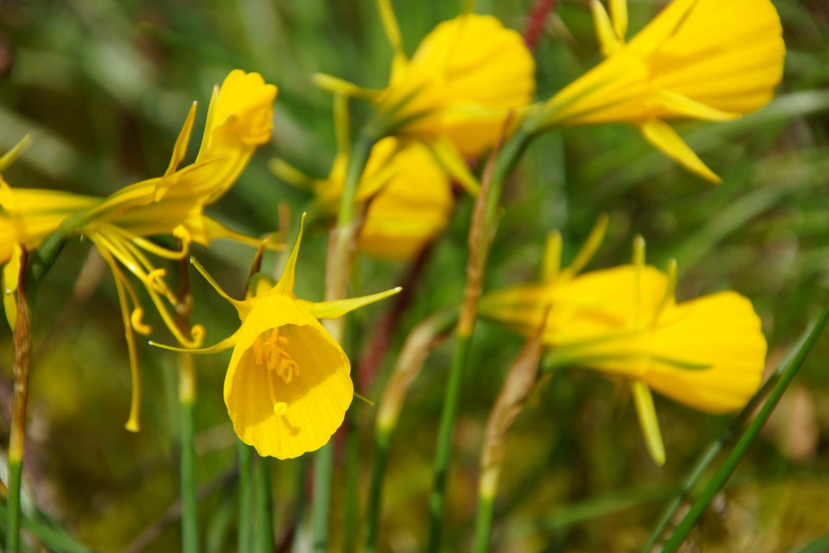 nationaltrust's tweet photo. Not all daffodils have the iconic broad petals and straight-lined trumpet. Some are frilly while others have very narrow petals, like the hoop petticoat daff here. https://t.co/RZi2pUImMV