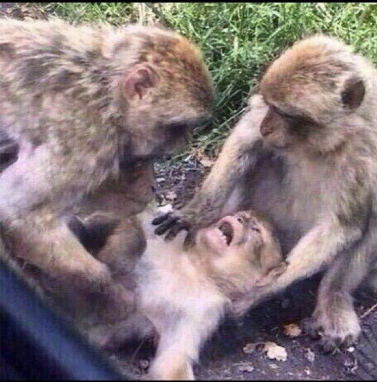 funny monkey 🐒 on Twitter: funny monkey 🐒 on Twitter: