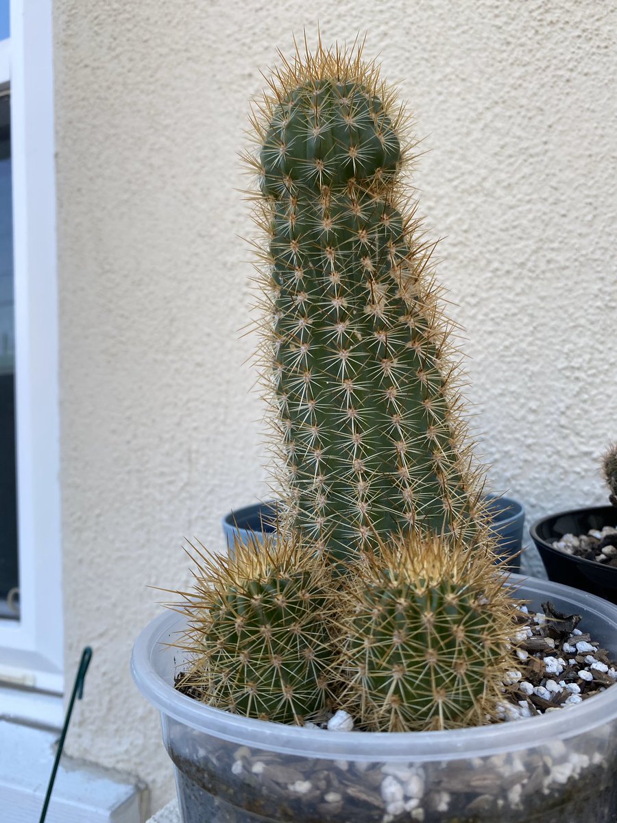 Kaktus Penis
