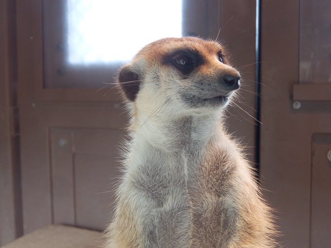 ミーアキャットのtwitterイラスト検索結果 古い順