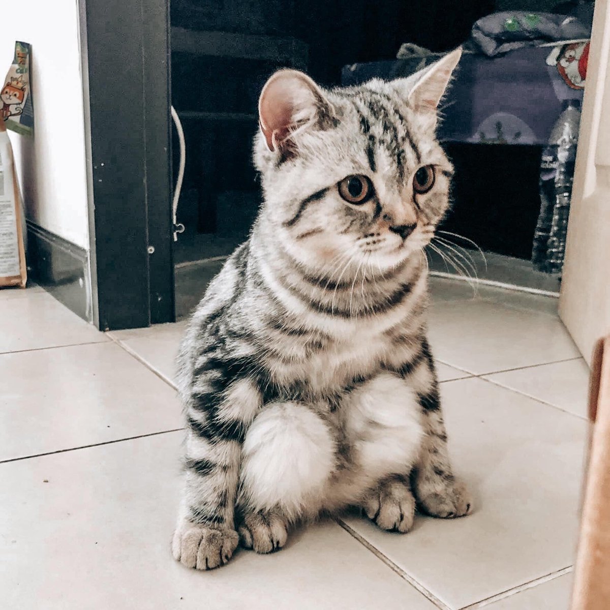 shinee as cats (@shineekittens) on Twitter photo 