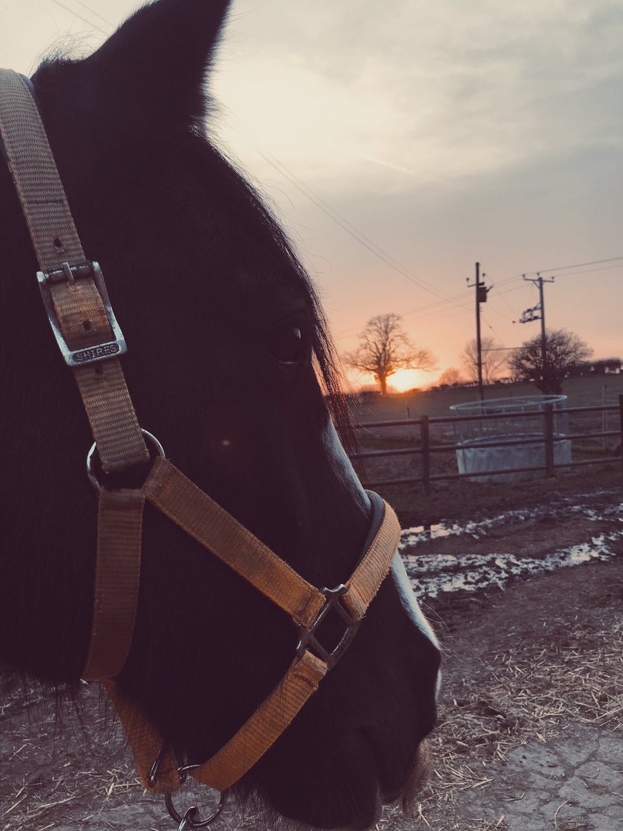 Good evening my friends! Sorry I haven’t posted in a while I have been too busy eating the fresh grass! 🙈 How is everyone and what have you been up to this weekend? I have been spoilt rotten and also looking after my poorly friend as he has taken ill over the weekend 🥺#getwell