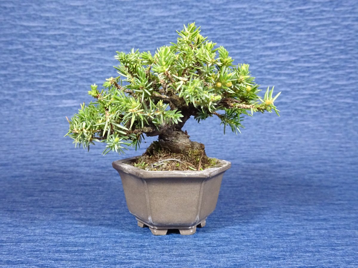 小品盆栽 敷島報松園 先日の盆栽教室有難う御座いました 花粉まみれの中全員がマスクを着用でした 今回は杜松の手入れと蔓梅擬の手入れを行いました 特に杜松は細かくて大変です 次回は五月下旬の予定です 盆栽 小品盆栽 盆栽教室 Tidycafe