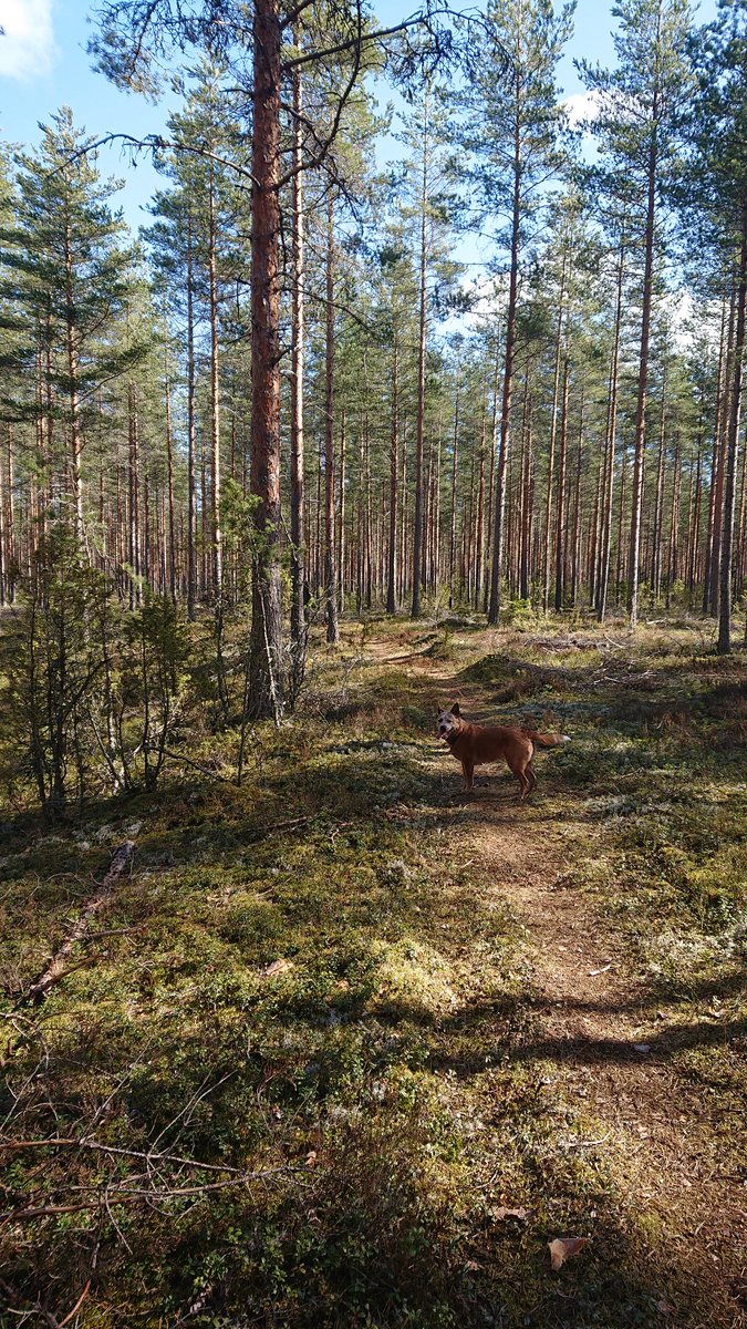 Day 6/7 of my life in pictures. Rules: no words, no people. Nominate someone new every day. #mylifeinpictures
I was nominated by  <a href="/KajanderMarita/">Marita Kajander</a>
I will nominate @kieli_oppi