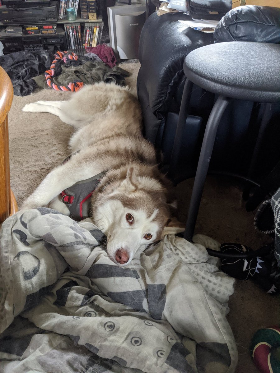 DarkGiftComics's tweet photo. Love when she just stares at me like this while I'm working... Zelena... #dogs #dogsofcomicsgate #huskies #comicsgate #dogsofthefandommenace #TheFandomMenace #FandomMenace https://t.co/XkQshUELkP