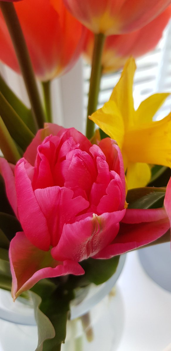 Jasonodell33's tweet photo. Home grown from the allotment. https://t.co/L17mfoZCX5