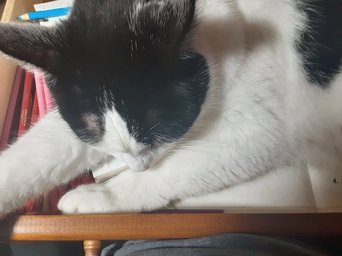 RocketAussie's tweet photo. Mama thought since I was taking a nap she would draw with her colored pencils. Haha! Nope! https://t.co/6JScsdxiv8