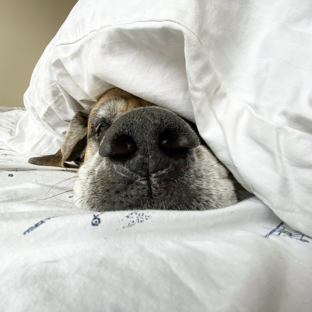 MorganMastiff's tweet image. Olive: wake me when Mila disappears 😬 Mila: but Morgan said I’m suppose to keep you company 🥺 #thestruggleisreal #firstworlddogproblems #mastiffproblems #mastiff #mastifflove