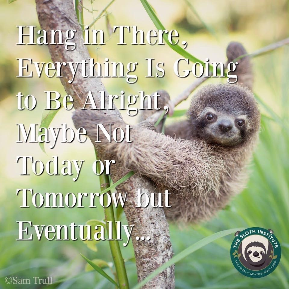 slothinstitute's tweet photo. Happy Sunday Sloth Lovers! πππ½
Hang in There, Everything Is Going to Be Alright, Maybe Not Today or Tomorrow but Eventually...
#HelpSloth #WeekendVibes #HappySunday #Sunday #Sloth #Smile #Happy #Slothlove #Notapet #Borntobewild #Nonprofit #CostaRica #Puravida https://t.co/tl74AmUjUG