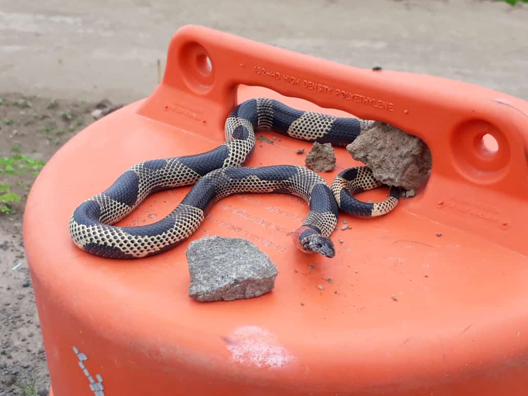 maurops1030's tweet photo. De regreso a mi casa, me encontré con esta amiga🐍me imagino q salió a tomar el sol, ya q no hay personas ni vehículos q le asusten. Pero lamentablemente alguin la vio primero y le aplastó la cabeza con esa piedra.  Tan sólo tenía q dejarle seguir su caminos.🤨🤨 https://t.co/luhupDCh63