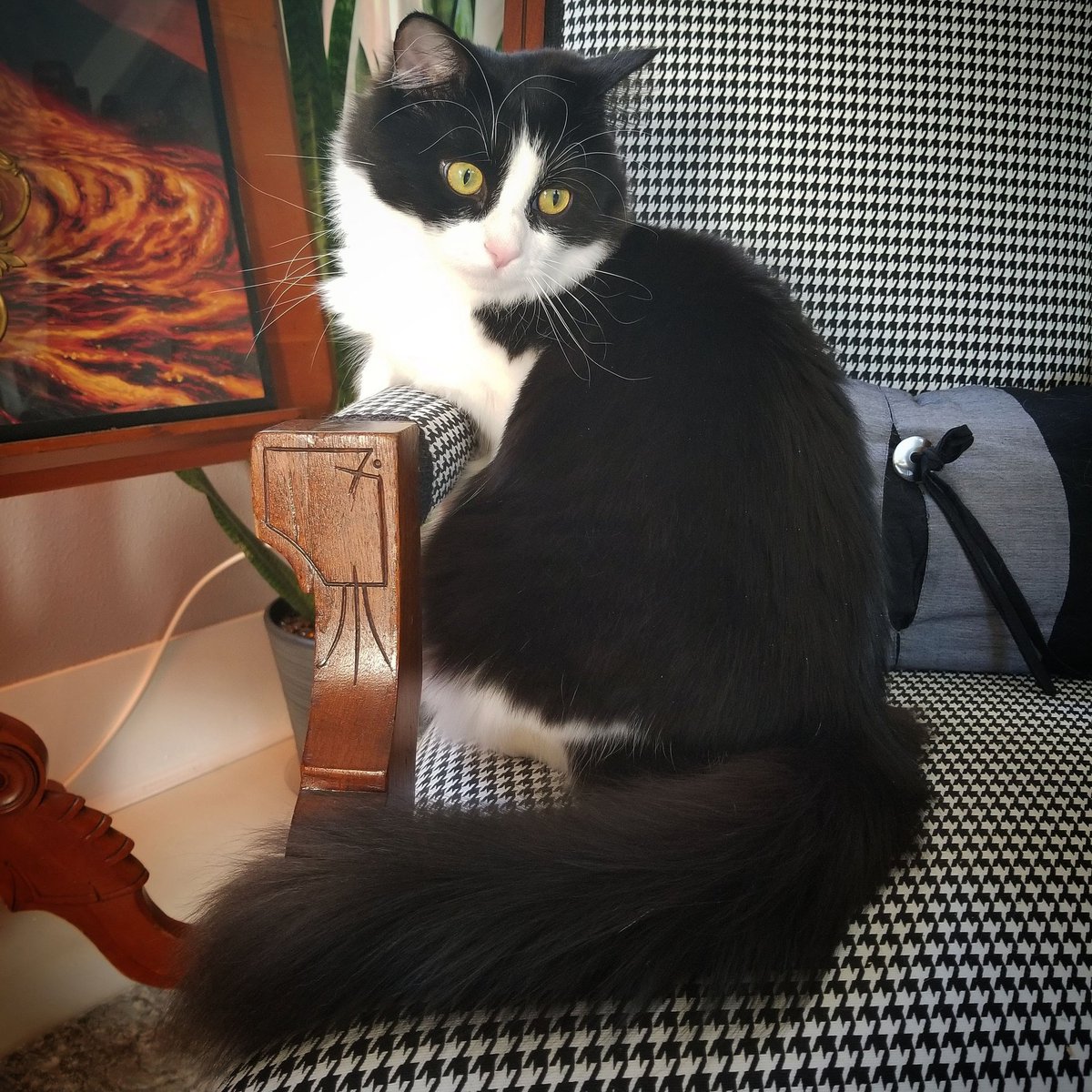plague8's tweet photo. @Jemandcats @wedge9986 My little lady is proud of her tail, but very jealous of Smokey's! 😻 https://t.co/jfzHUivJrK