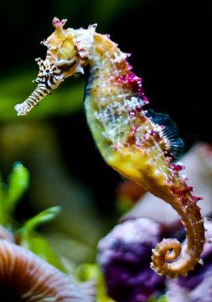 BekNicholson's tweet photo. Finally finished my #seahorse found my favourite medium to work with #graphiteart #graphite #Pencildrawing #ocean #oceanlife #oceanart https://t.co/WpTK6Qzxt6